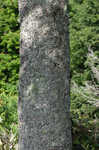 Cherry birch <BR>Sweet birch